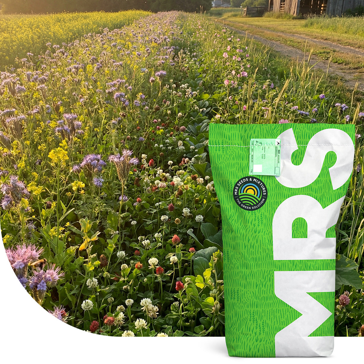 Wildacker-Mischung – einjährig