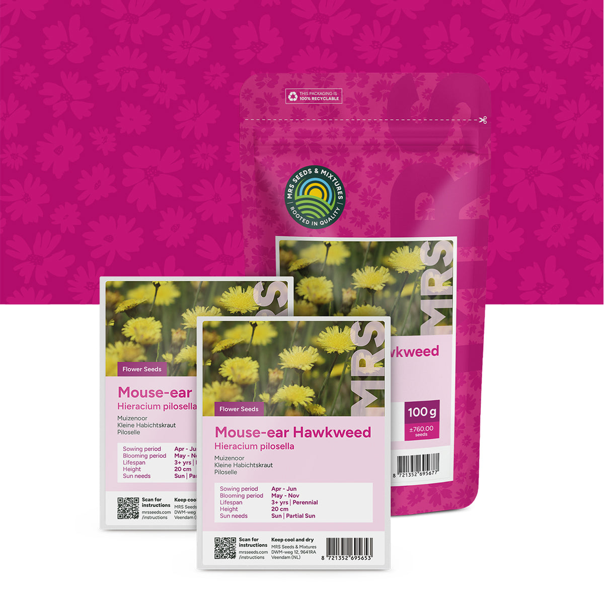 Kleines Habichtskraut – Hieracium pilosella
