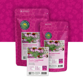 Purpur-Sonnenhut – Echinacea purpurea