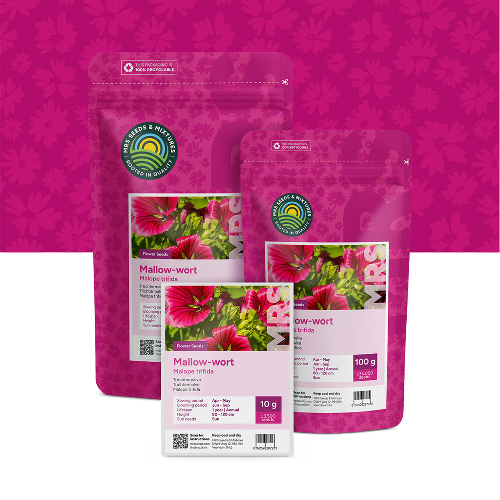 Trichtermalve – Malope trifida