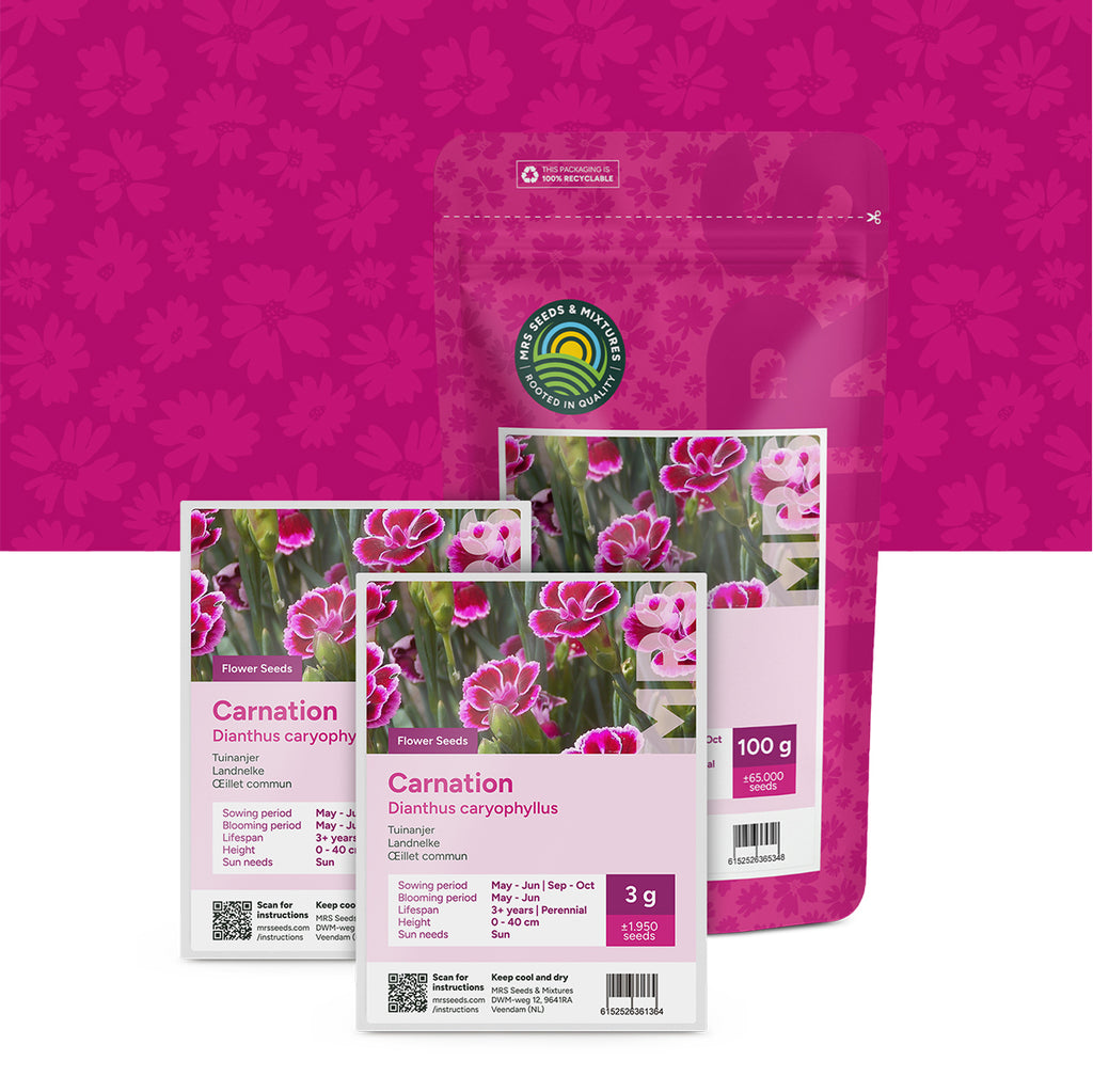 Landnelke – Dianthus caryophyllus