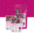 Landnelke – Dianthus caryophyllus