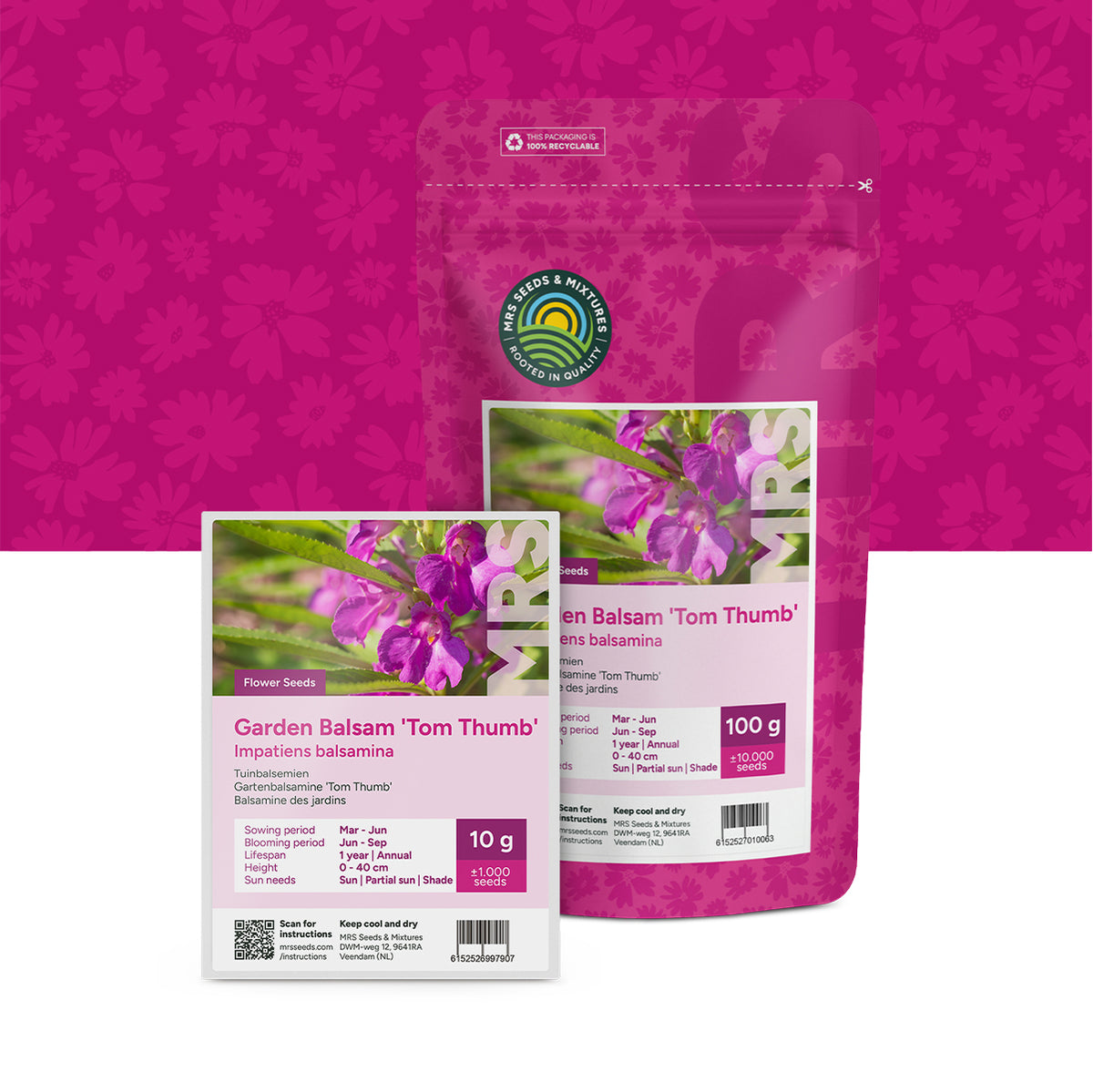 Gartenbalsamine 'Tom Thumb' – Impatiens balsamina