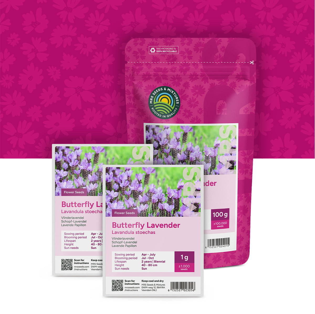 Schopf-Lavendel – Lavandula Stoechas