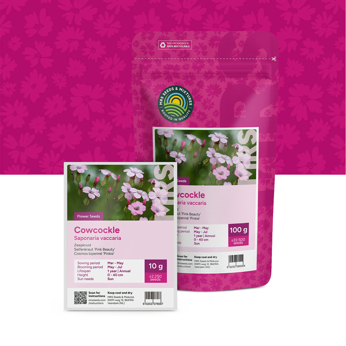 Seifenkraut 'Pink Beauty'  – Saponaria vaccaria