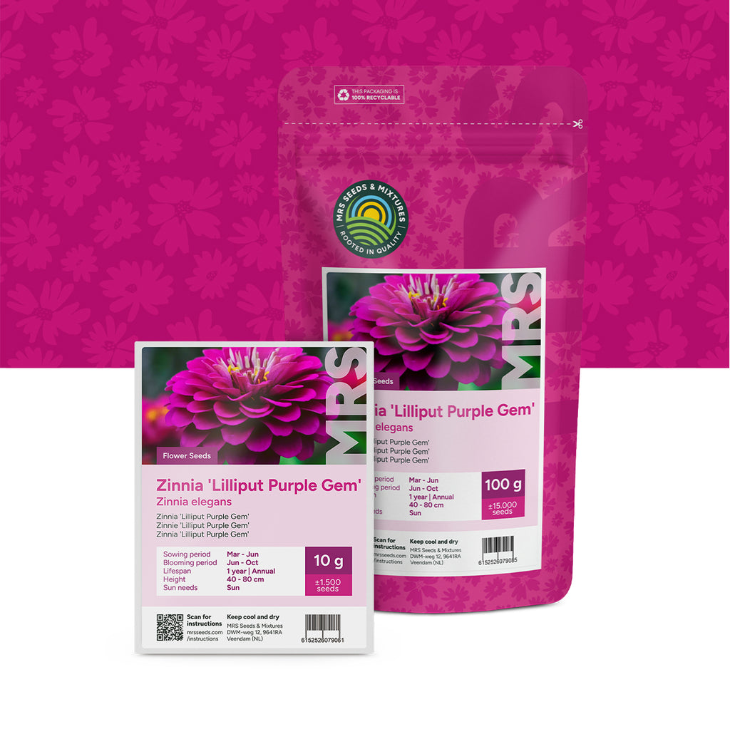 Zinnie elegans-Lilliput Purple Gem