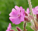 Blumensamen
