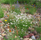 MRS Seeds & Mixtures M6 - Blühende Fugenmischung [de]