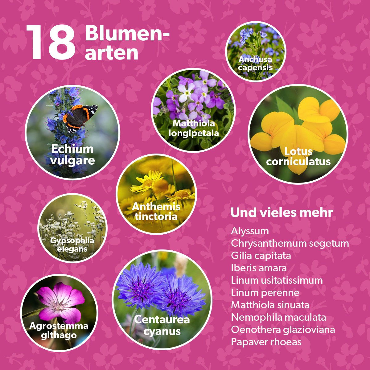 MRS Seeds & Mixtures Flower Bombs - Samenbomben mix - Vielen Dank! [de]