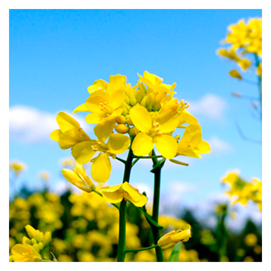 MRS Seeds & Mixtures Moutarde jaune [fr]