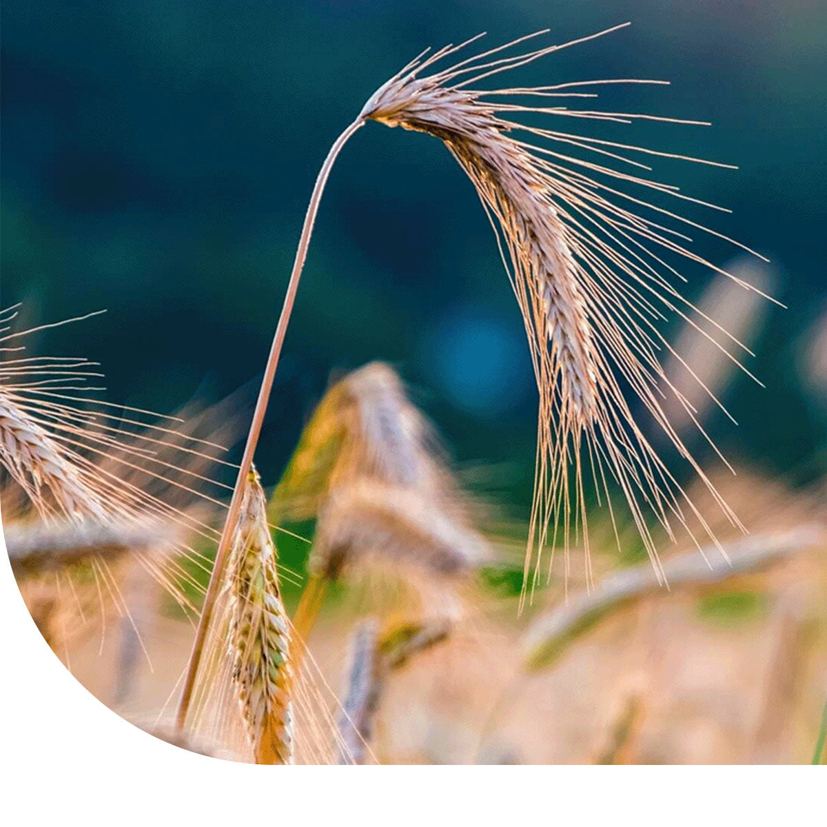 MRS Seeds & Mixtures Seigle d'hiver [fr]