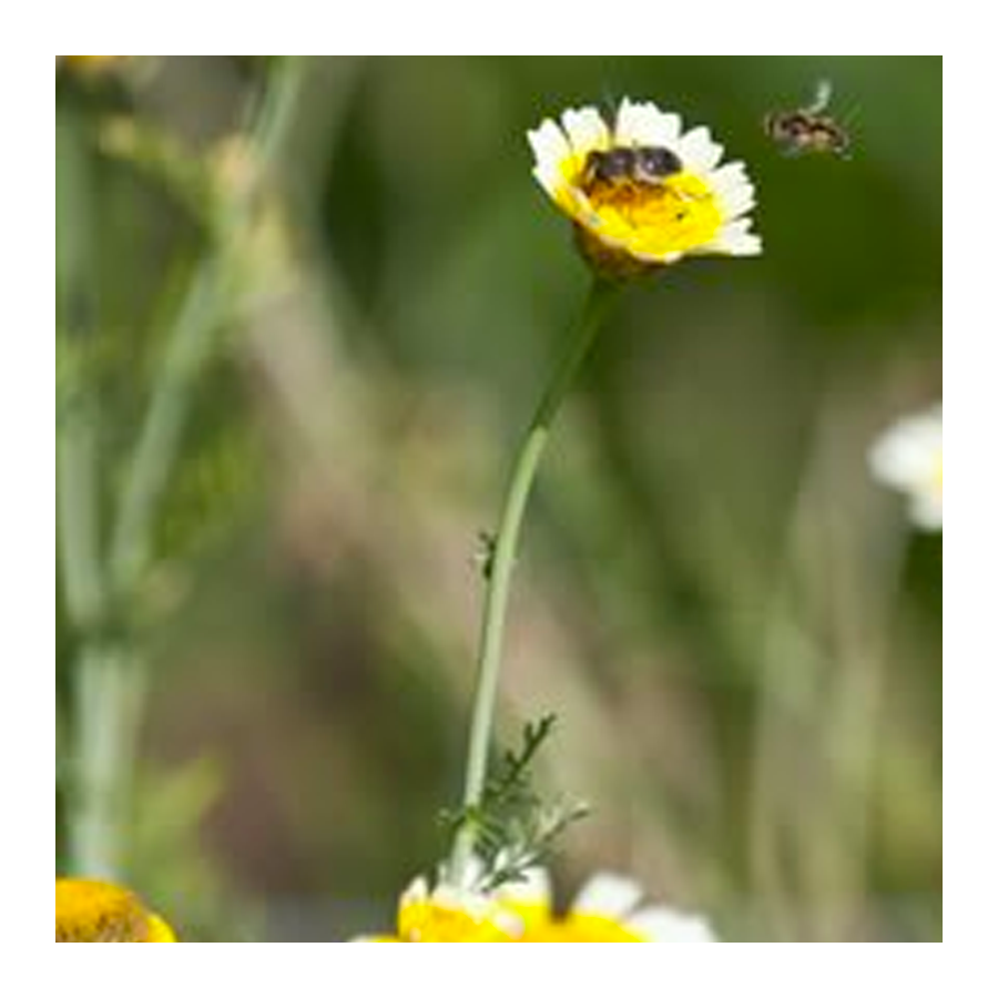 Lord Nordischer Wildackermischung 1- und mehrjährig [de]