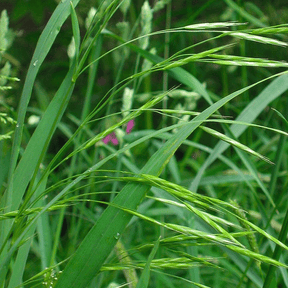 MRS Seeds & Mixtures Rohrschwingel - Festuca arundinacea [de]