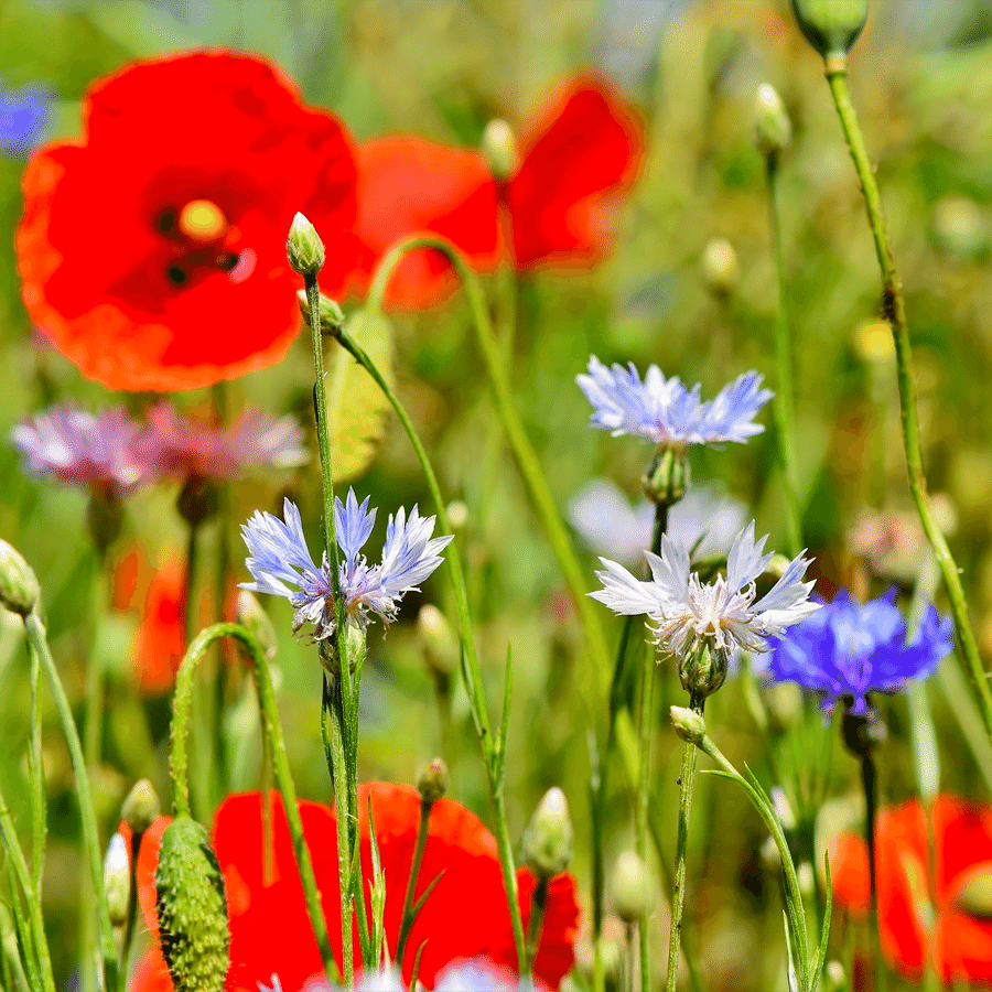 MRS Seeds & Mixtures Mélange de fleurs des prés annuelles [fr]