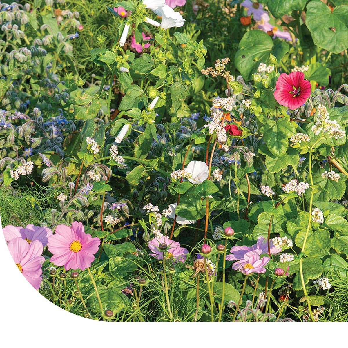 MRS Seeds & Mixtures Blumenmischung für Marienkäfer [de]