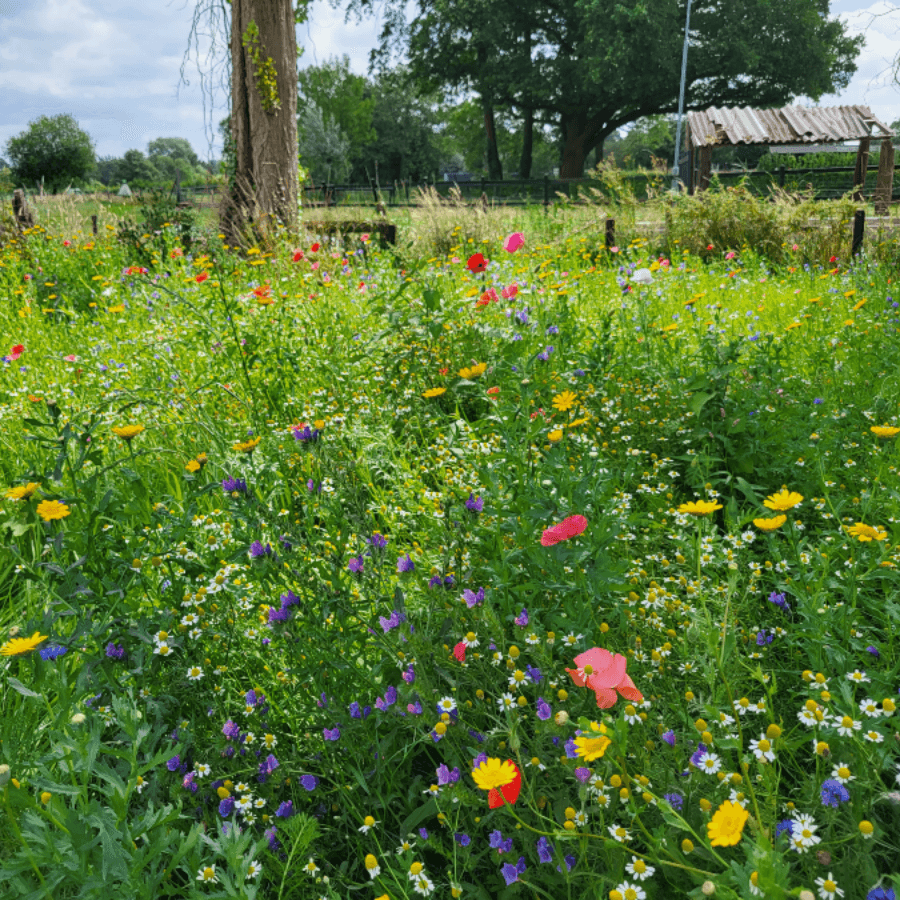MRS Seeds & Mixtures Bienenweidemischung niedrig ein- und mehrjährig [de]