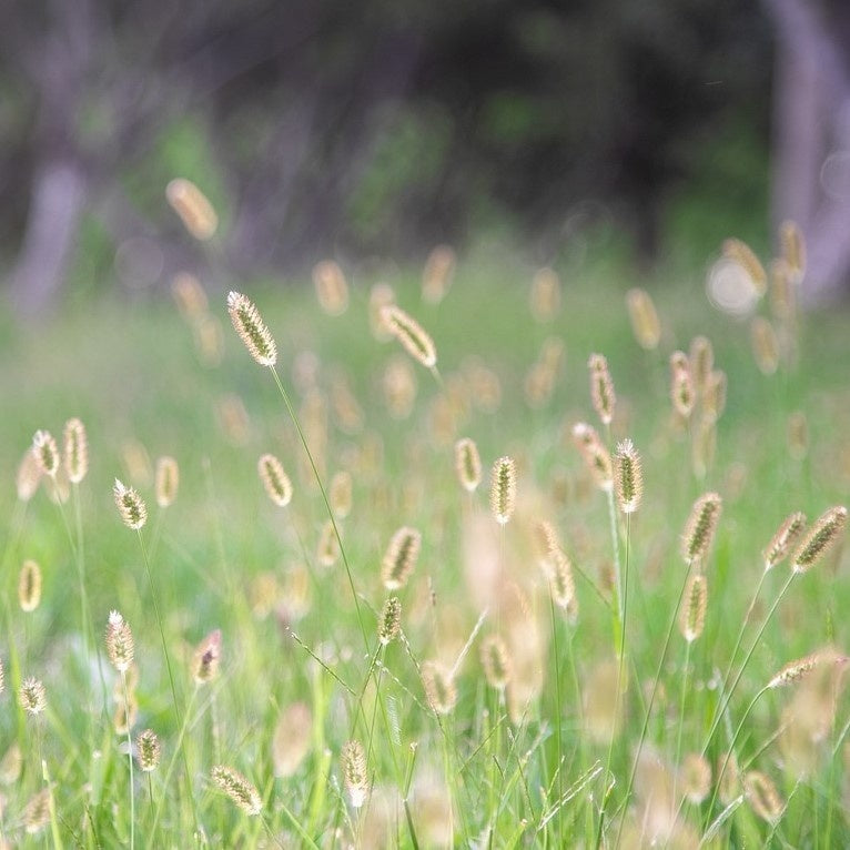 MRS Seeds & Mixtures Fléole des prés - Phleum pratense [fr]