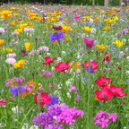 MRS Seeds & Mixtures Blumenrasen | Blumenwiese mit Grassamen [de]