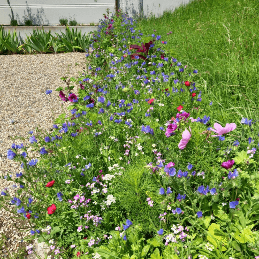 MRS Seeds & Mixtures Blumenrasen | Blumenwiese mit Grassamen [de]