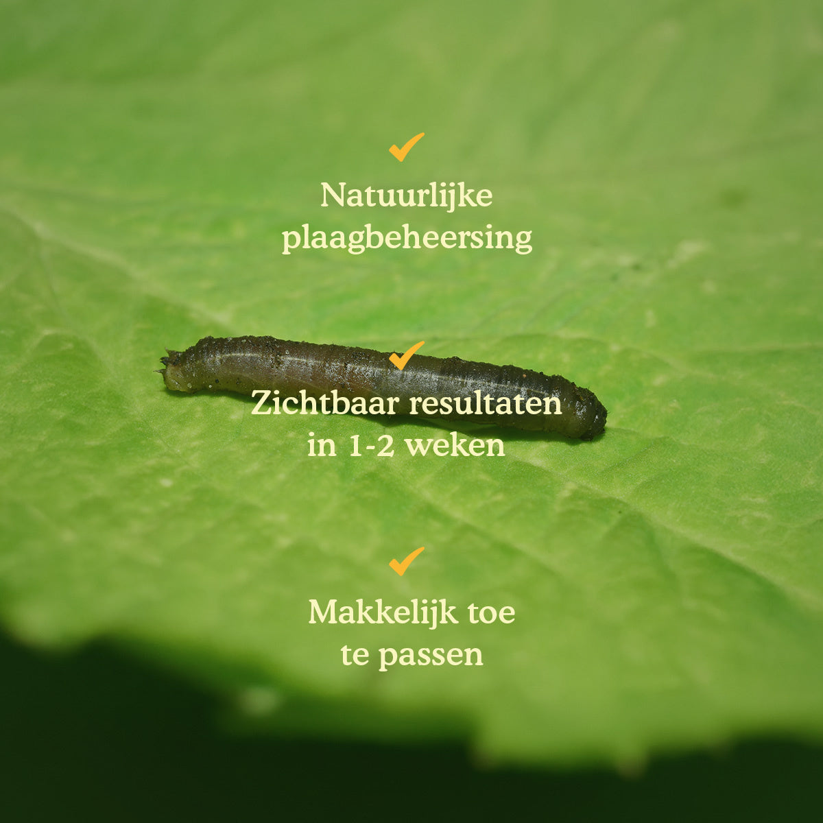 Joyfields Aaltjes tegen emelten (Steinernema carpocapsae) [nl]