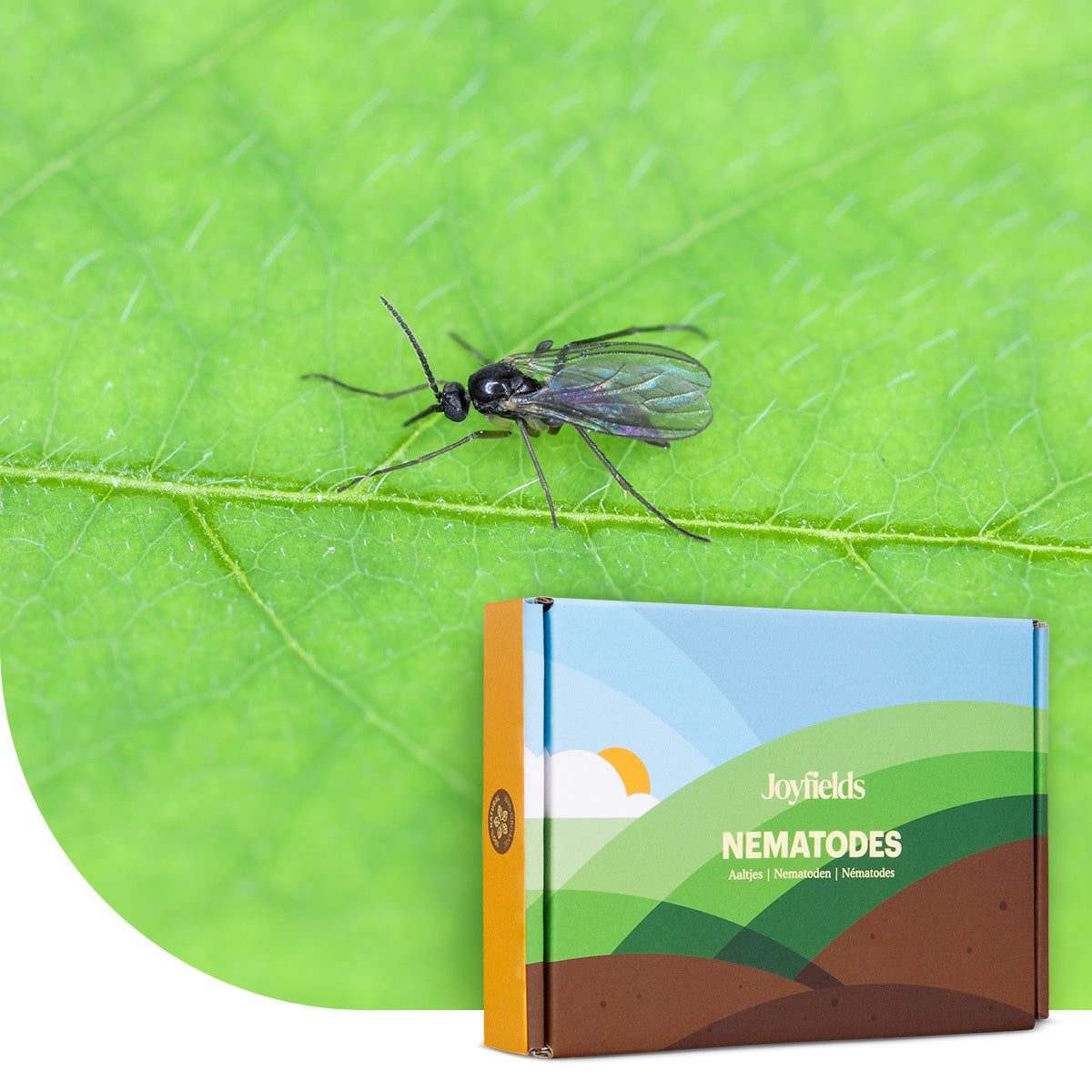Nematoden gegen Trauermücken (Steinernema feltiae)