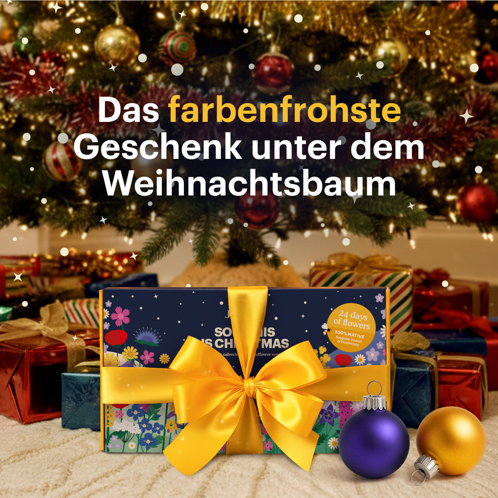 Joyfields Blumensamen-Adventskalender - Sow this is Christmas [de]