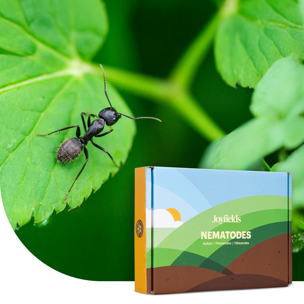 Joyfields Nematoden gegen Ameisen (Steinernema feltiae) [de]