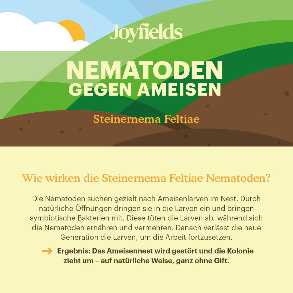 Joyfields Nematoden gegen Ameisen (Steinernema feltiae) [de]