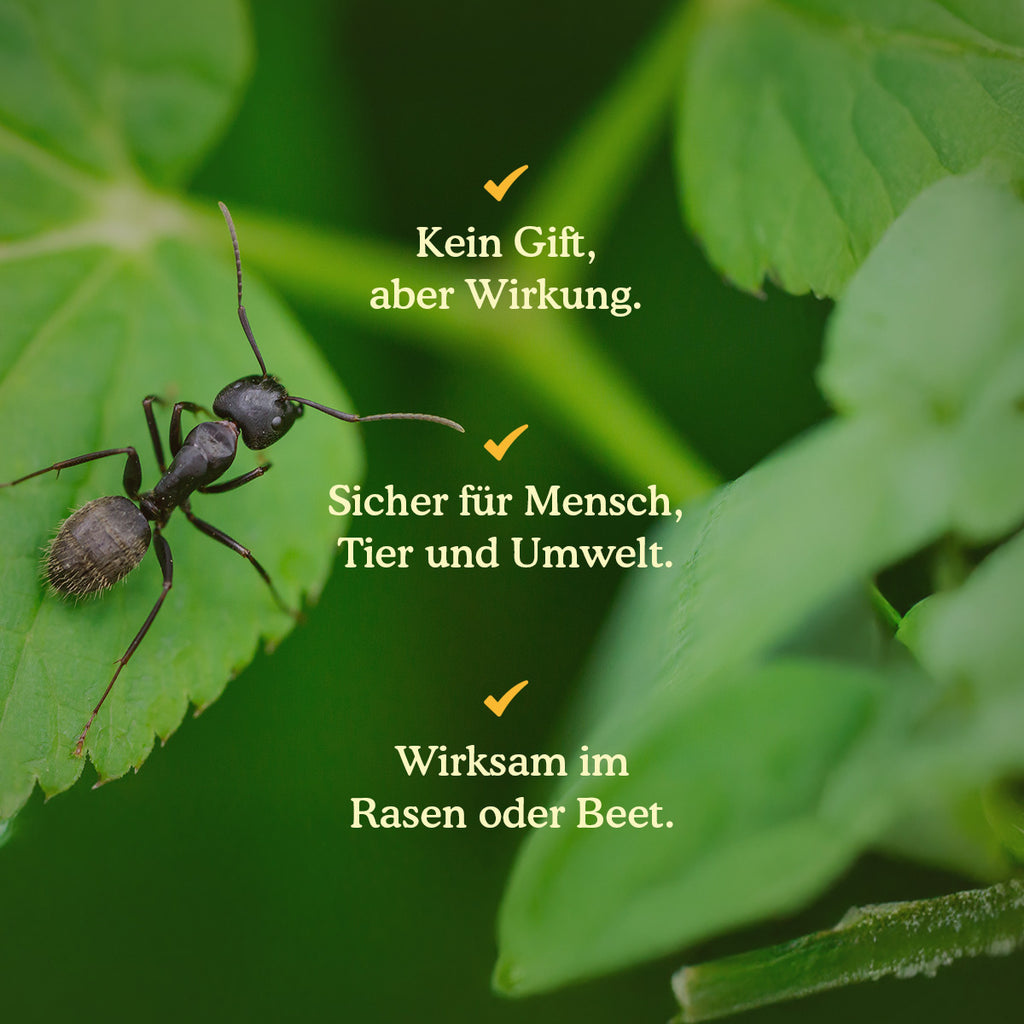 Joyfields Nematoden gegen Ameisen (Steinernema feltiae) [de]