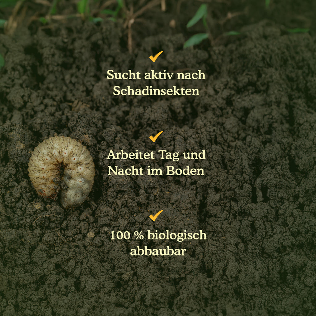 Joyfields Nematoden gegen Engerlinge (Heterorhabditis bacteriophora) [de]
