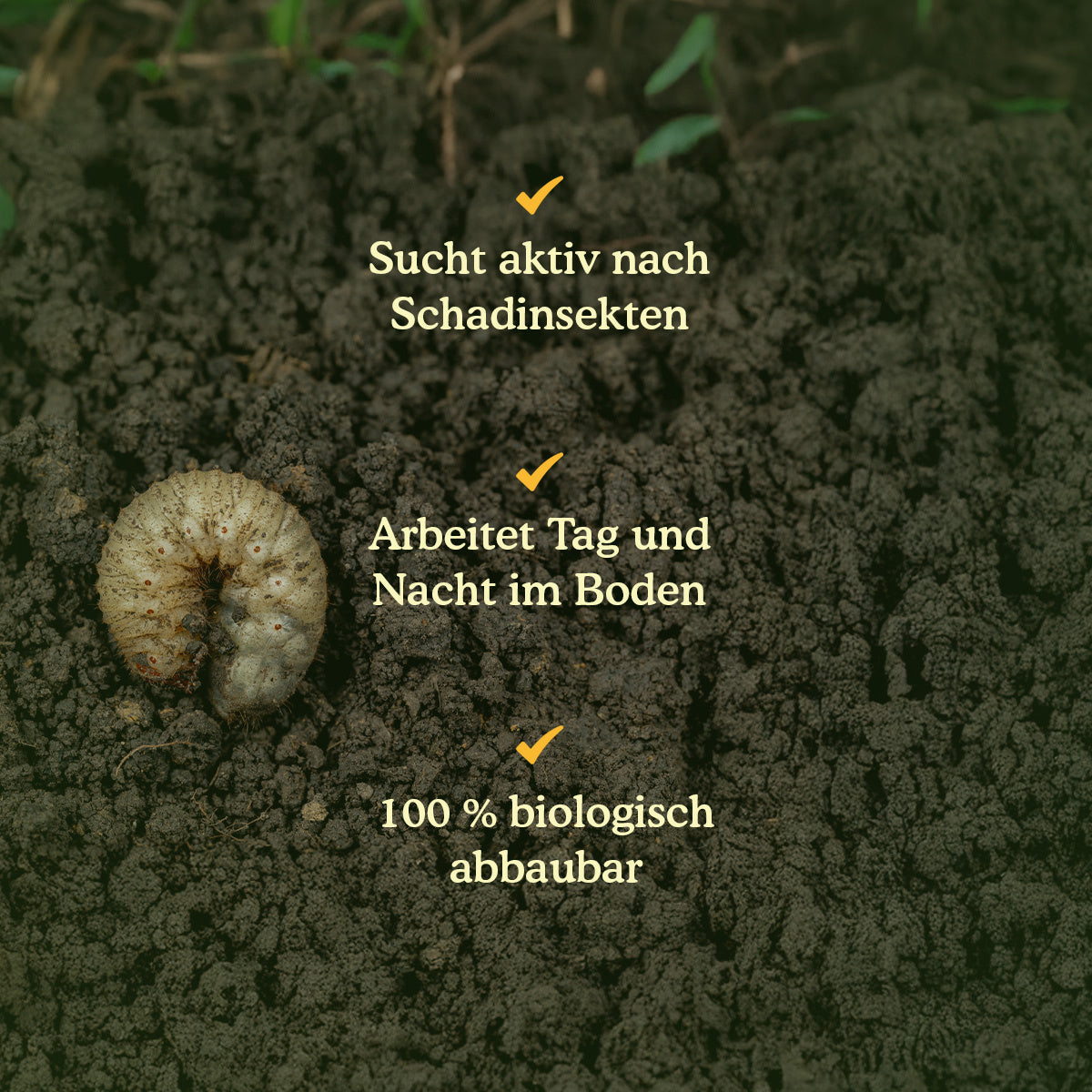 Joyfields Nematoden gegen Engerlinge (Heterorhabditis bacteriophora) [de]
