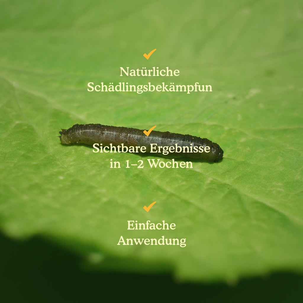 Joyfields Nematoden gegen Schnakenlarven (Steinernema carpocapsae) [de]