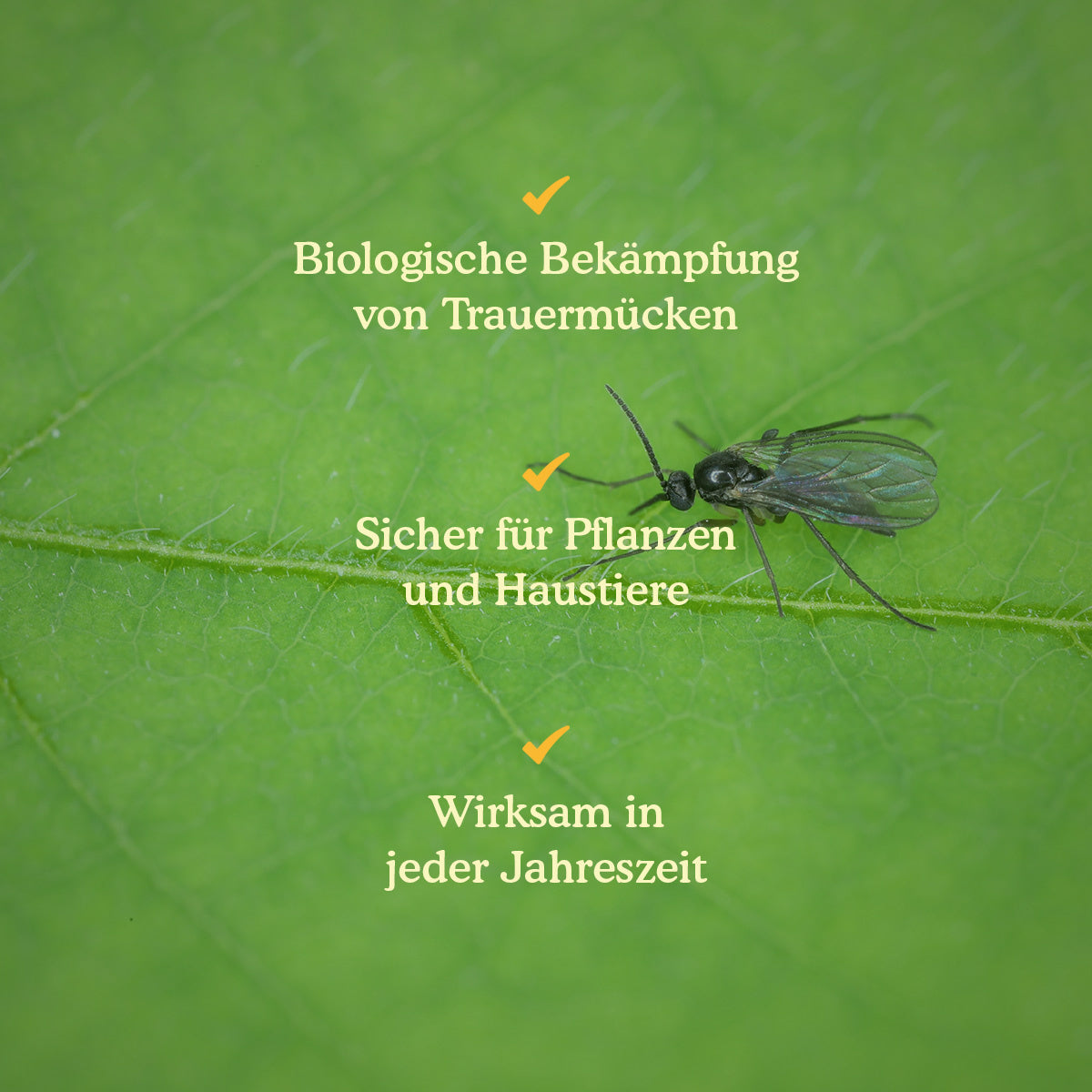 Joyfields Nematoden gegen Trauermücken (Steinernema feltiae) [de]