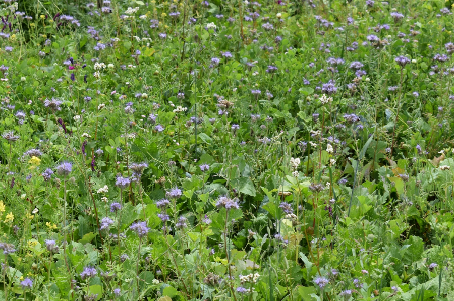 Lord Noords Wildakkermengsel [nl]