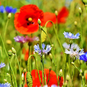 MRS Seeds & Mixtures Ackerwildkräutermischung - 10 Arten [de]