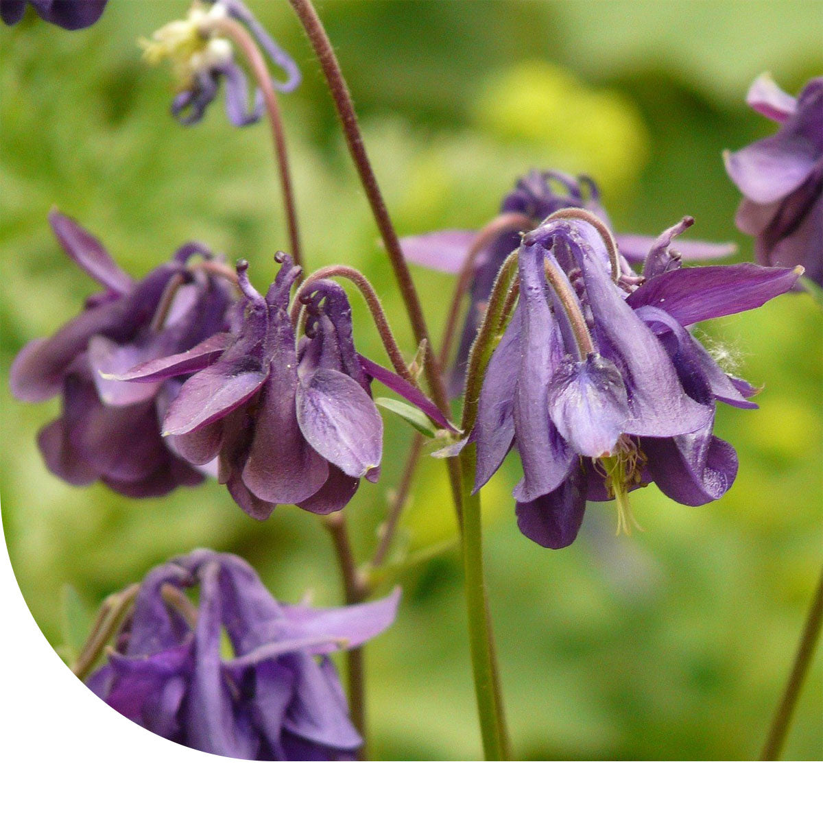 MRS Seeds & Mixtures Akelei - Aquilegia vulgaris