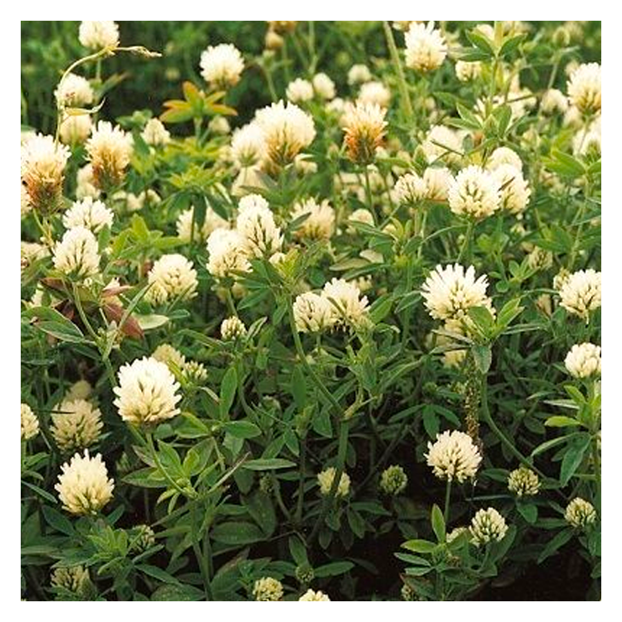 MRS Seeds & Mixtures Alexandrijnse Klaver