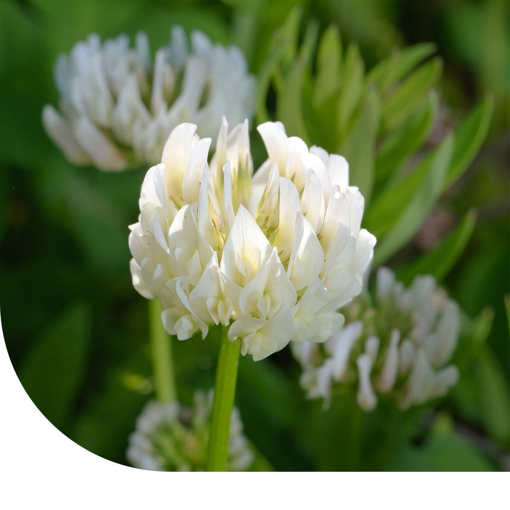 MRS Seeds & Mixtures Alexandrijnse Klaver