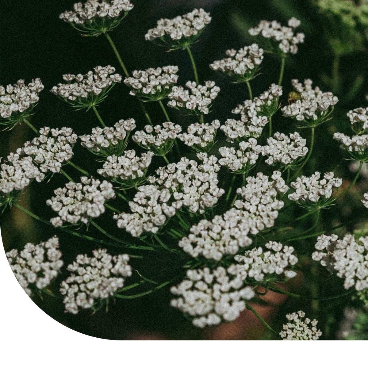 MRS Seeds & Mixtures Anijs - Pimpinella anisum