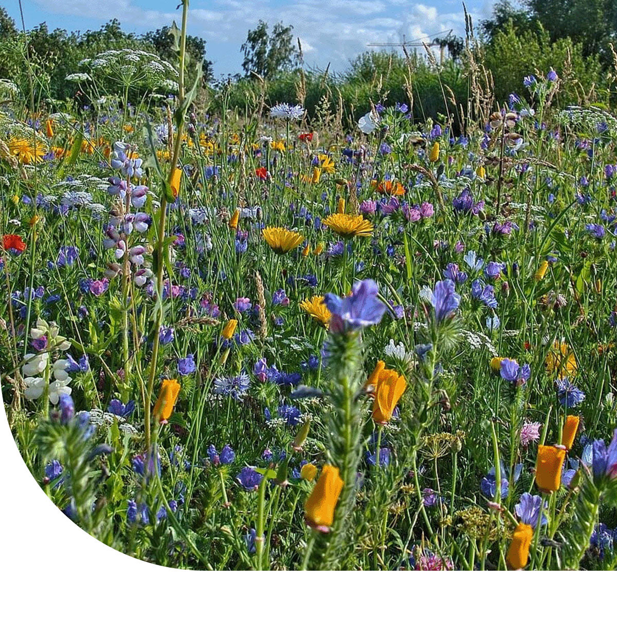 MRS Seeds & Mixtures B1 - Ruderaal bloemenmengsel