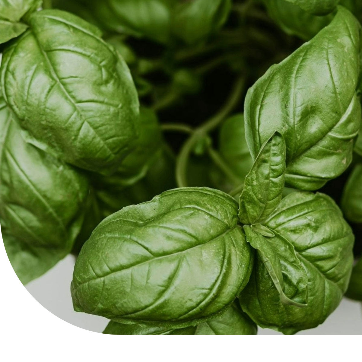 MRS Seeds & Mixtures Basilicum zaden - Grootbladig