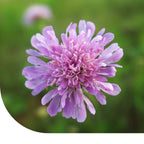 MRS Seeds & Mixtures Beemdkroon – Knautia arvensis