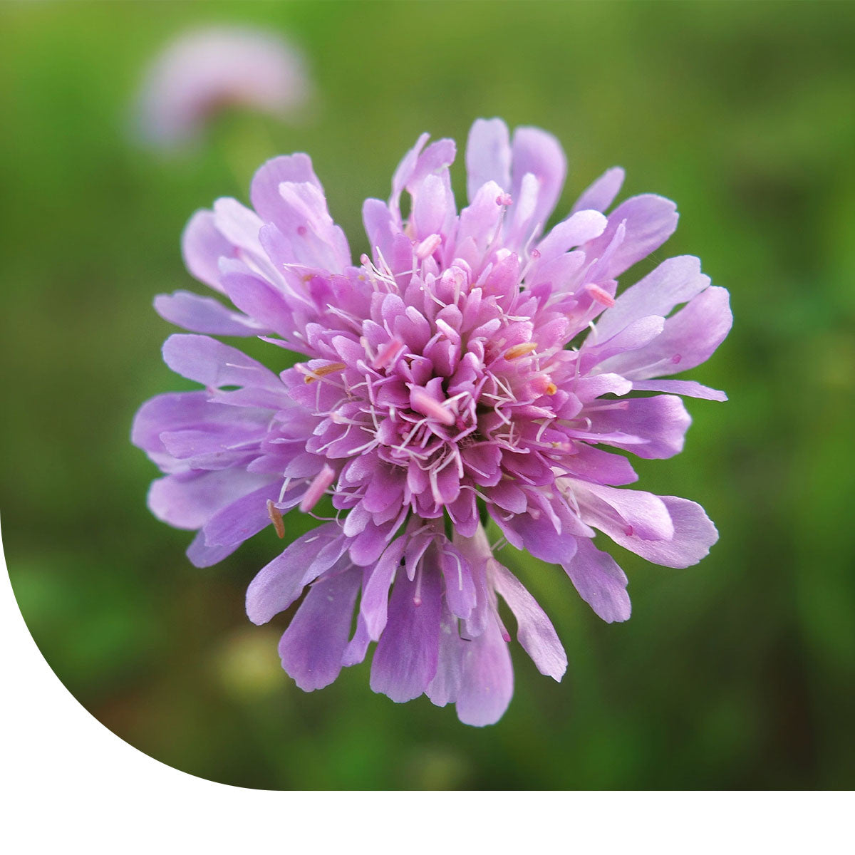 MRS Seeds & Mixtures Beemdkroon – Knautia arvensis [nl]