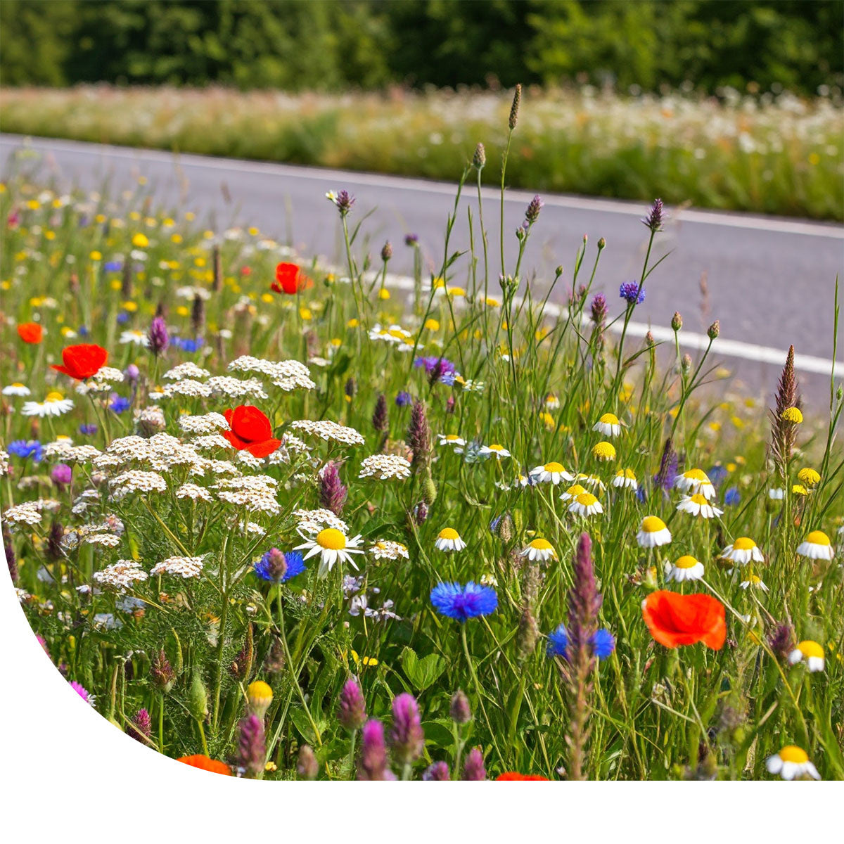 MRS Seeds & Mixtures Bermbloemenmengsel 1- en meerjarig [nl]