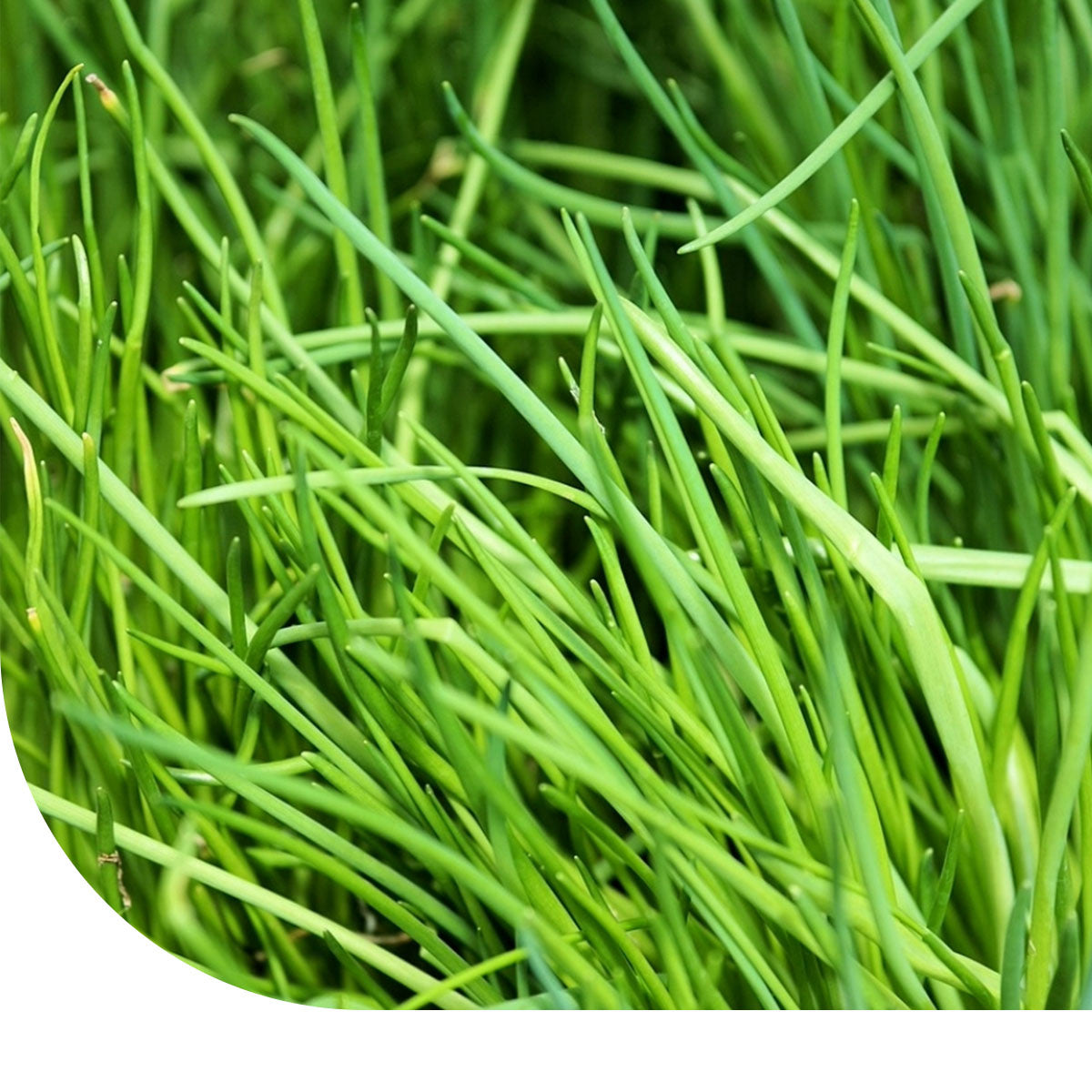 MRS Seeds & Mixtures Bieslook zaden - Middelgrof