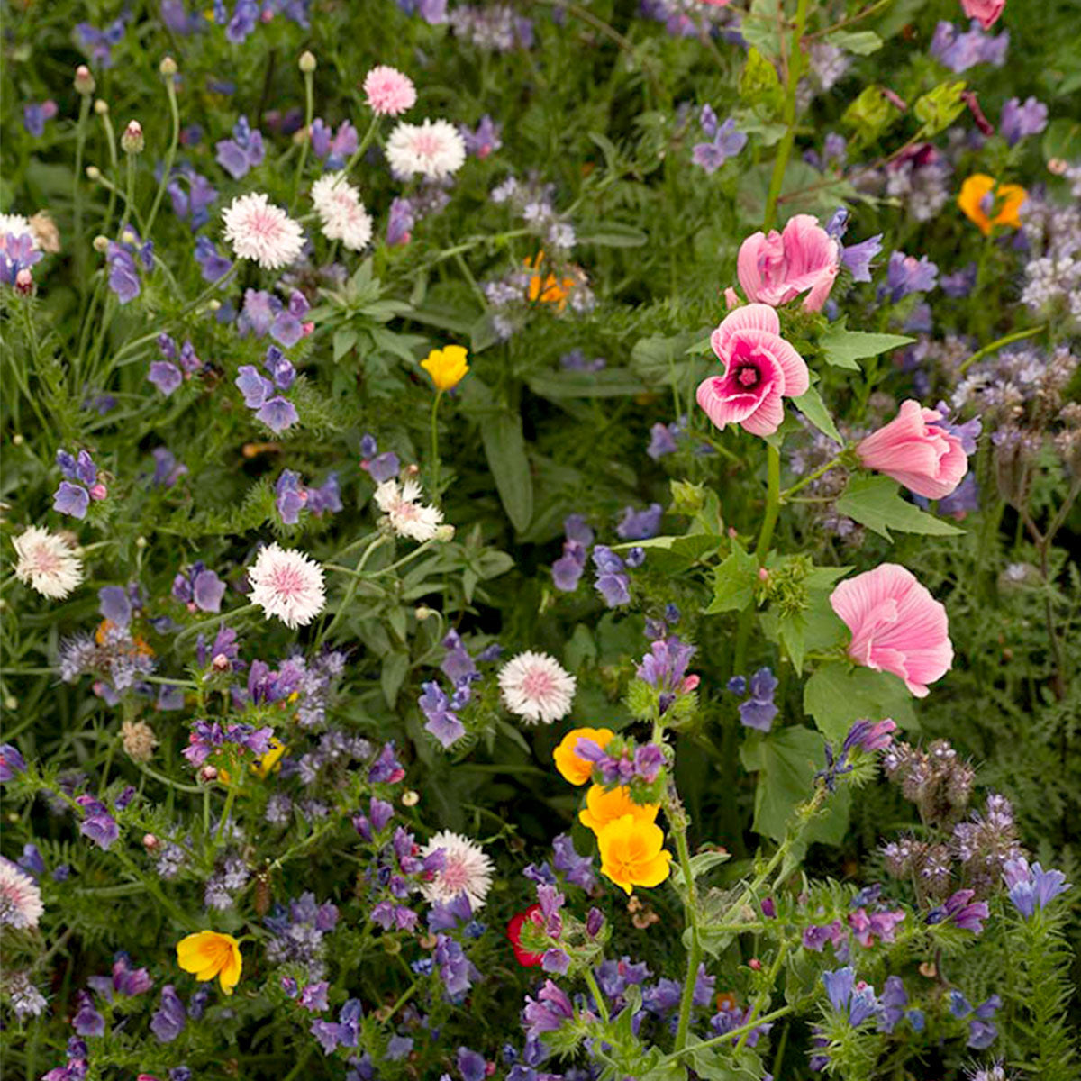 MRS Seeds & Mixtures Bijen & Hommelmengsel 1- en Meerjarig