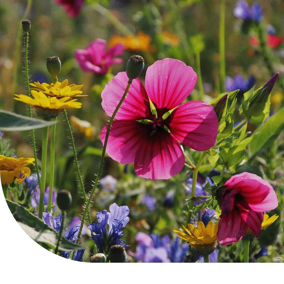 MRS Seeds & Mixtures Bijenmengsel 1-jarig [nl]