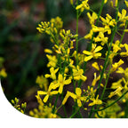 MRS Seeds & Mixtures Bladkool