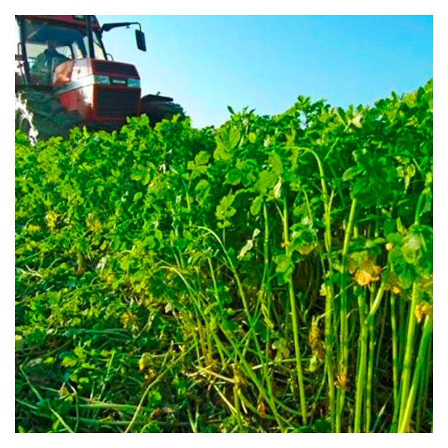 MRS Seeds & Mixtures Bladrammenas [nl]