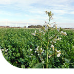 MRS Seeds & Mixtures Bladrammenas